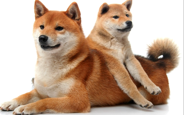 狗狗口腔护理 狗狗口腔护理
