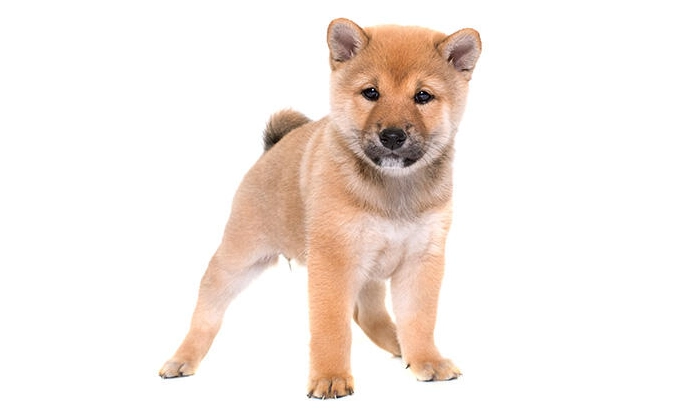 幼犬口腔護理 幼犬口腔護理