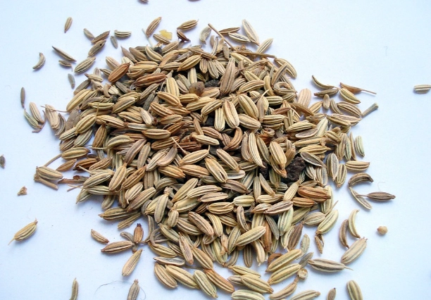 茴香功效 茴香功效