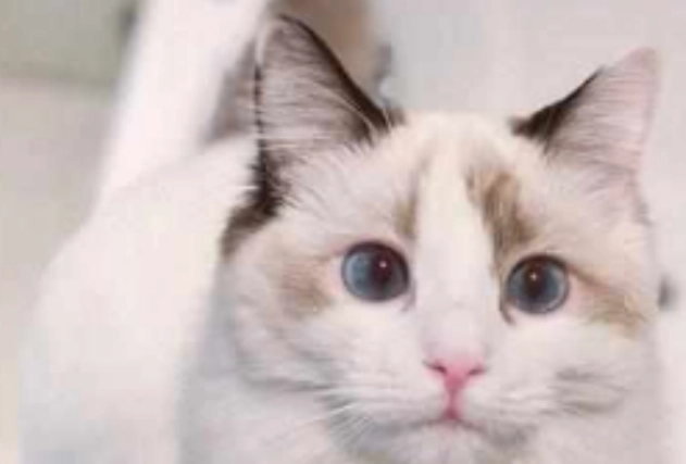 猫咪年龄换算 猫咪年龄换算