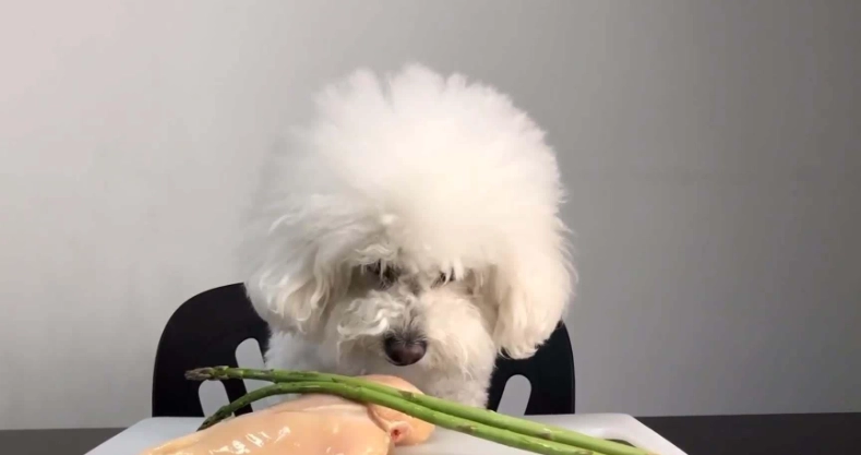 狗狗飲食安全 狗狗飲食安全