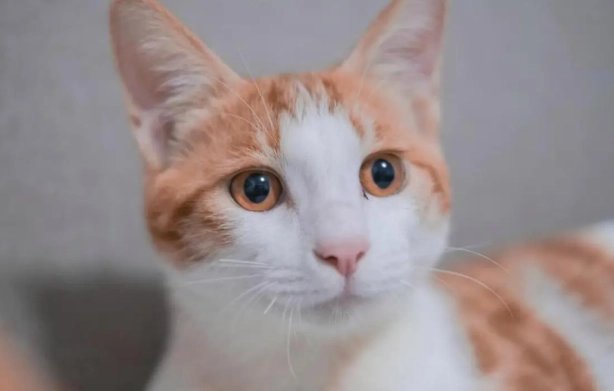如何判断猫咪年龄 如何判断猫咪年龄