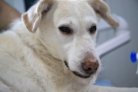狗狗牙齒護理 狗狗牙齒護理