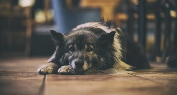 犬口腔腫瘤 犬口腔腫瘤