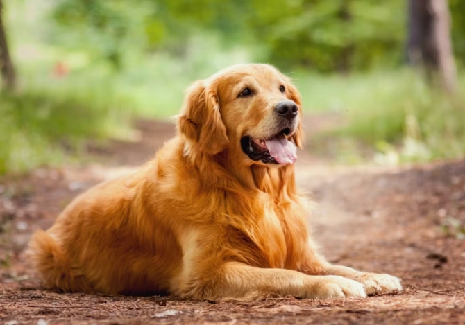 犬只吞异物处理 犬只吞异物处理