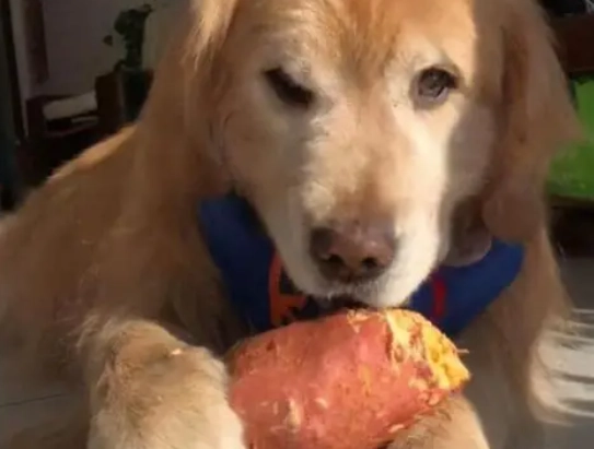 狗狗地瓜皮零食 狗狗地瓜皮零食