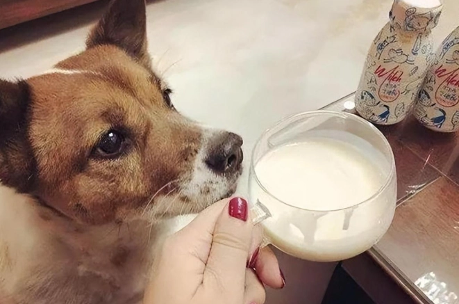 狗狗飲水安全 狗狗飲水安全