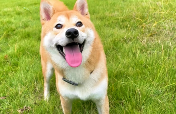 寵物中藥安全 寵物中藥安全