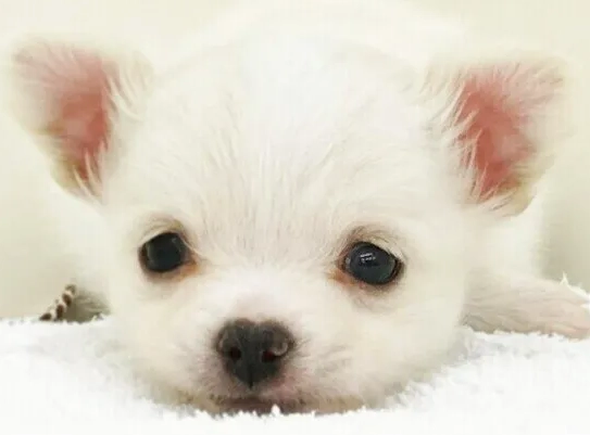 何時給幼犬吃水果 何時給幼犬吃水果