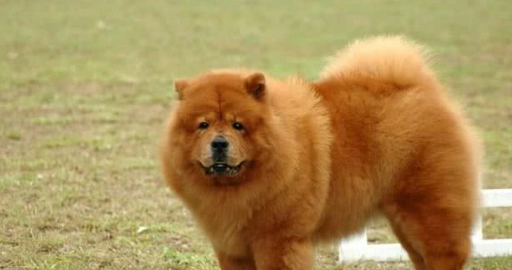犬只吞异物处理 犬只吞异物处理