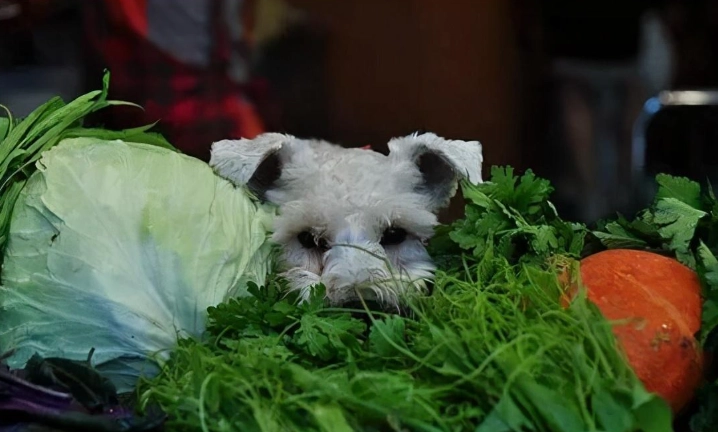 狗可以吃的蔬菜 狗可以吃的蔬菜