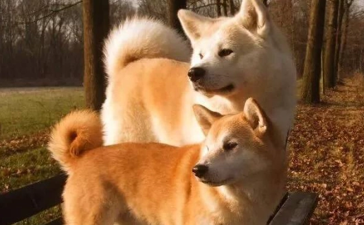 狗吃蒜頭 狗吃蒜頭