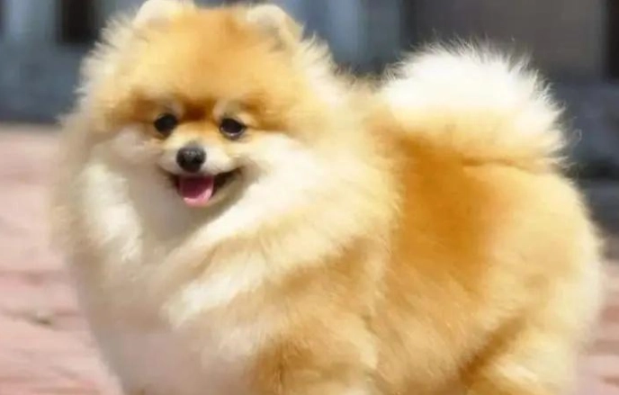 狗狗 吃 火龍果 狗狗 吃 火龍果