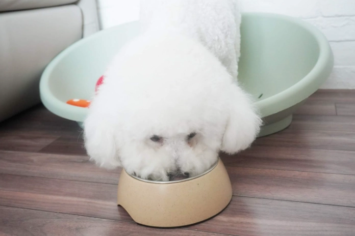 寵物中醫保健 寵物中醫保健