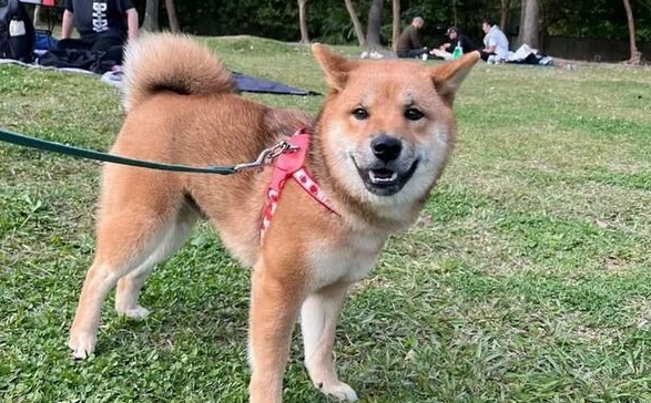 狗狗吐血原因 狗狗吐血原因