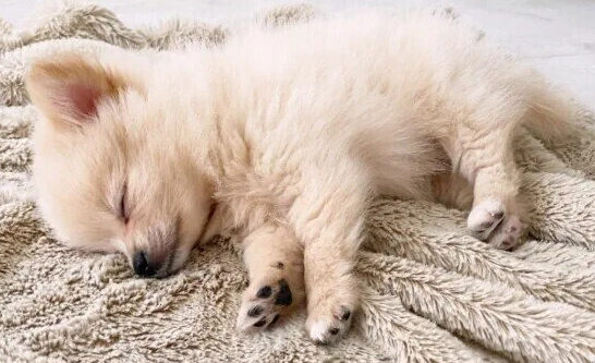 何時給幼犬吃水果 何時給幼犬吃水果