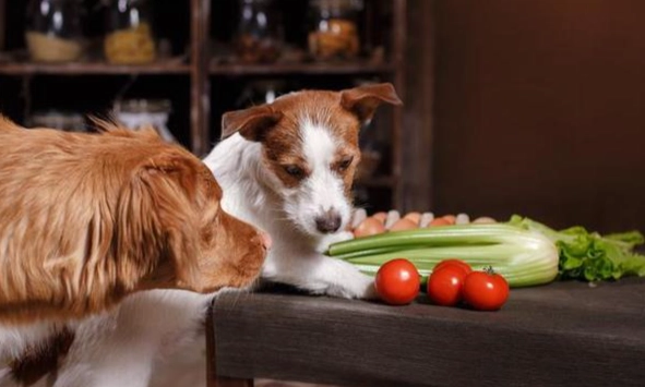 狗狗地瓜食用量 狗狗地瓜食用量