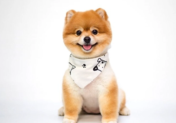 寵物中藥保健 寵物中藥保健