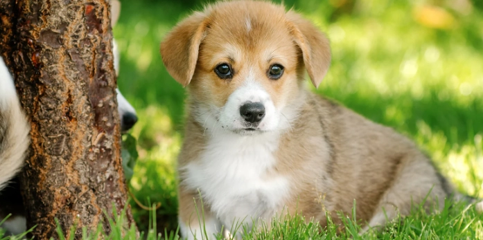犬只吞异物处理 犬只吞异物处理