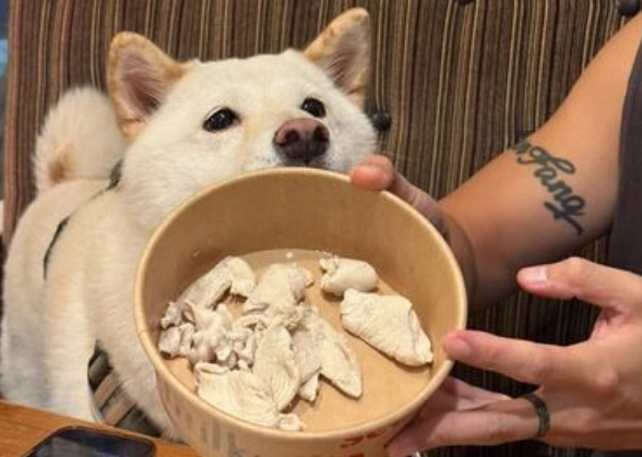 狗狗飲食禁忌 狗狗飲食禁忌