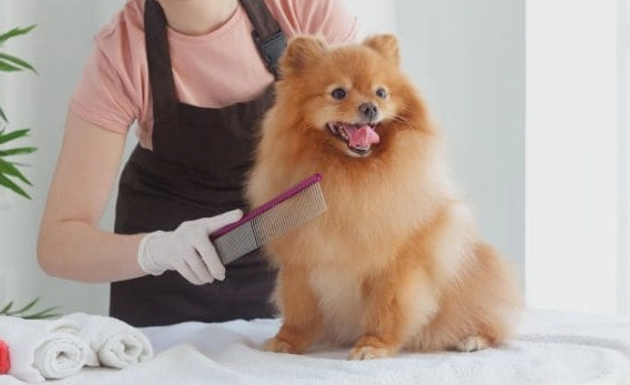 狗狗吃蛋糕風險 狗狗吃蛋糕風險