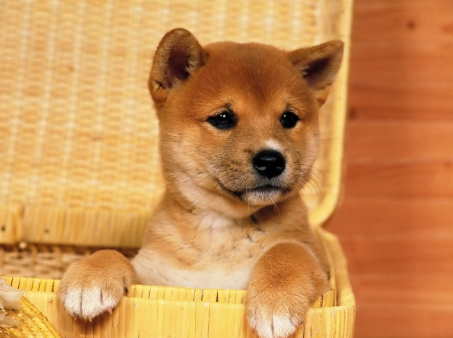狗狗骨骼保健 狗狗骨骼保健