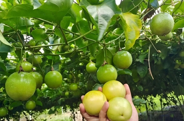 狗百香果好處