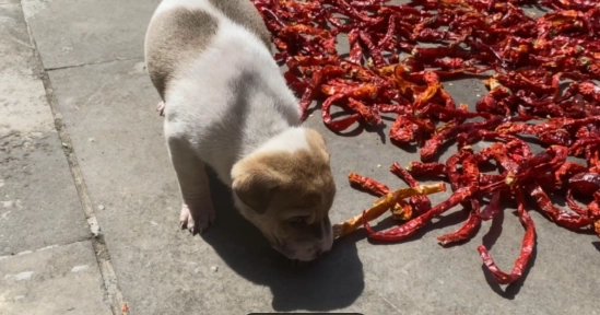 狗食黃豆禁忌