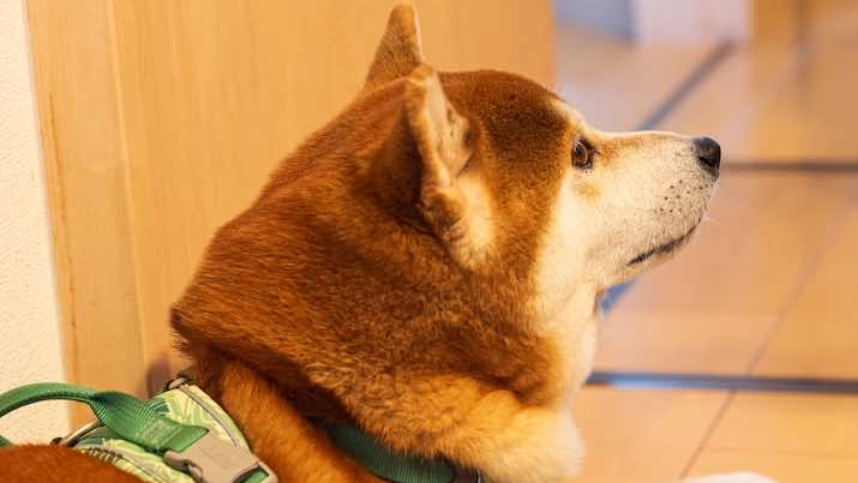 黨參對狗安全 黨參對狗安全