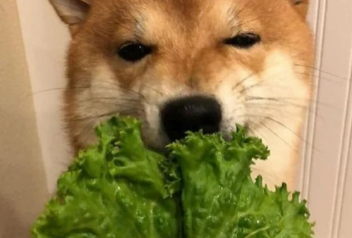 狗狗吃生菜 狗狗吃生菜