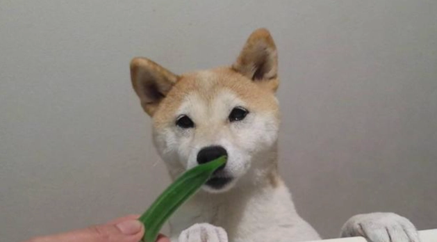 狗狗吃秋葵 狗狗吃秋葵