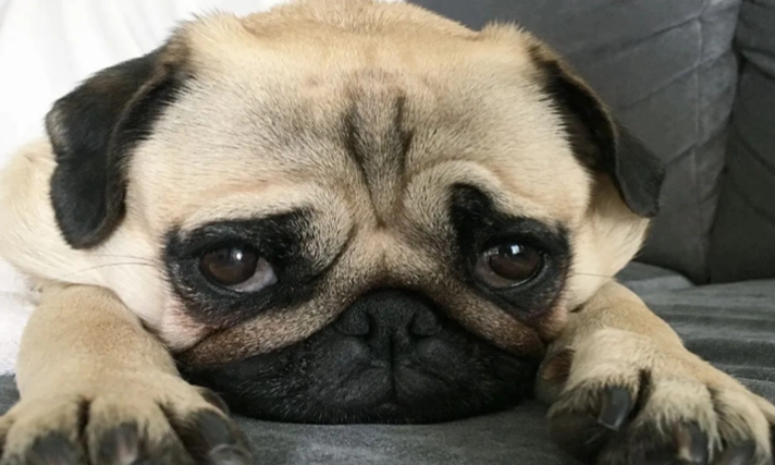 狗狗磨牙骨頭 狗狗磨牙骨頭