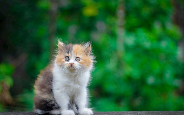 猫喜欢漂白水原因 猫喜欢漂白水原因
