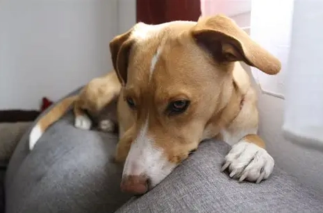 狗狗每天吃優格 狗狗每天吃優格