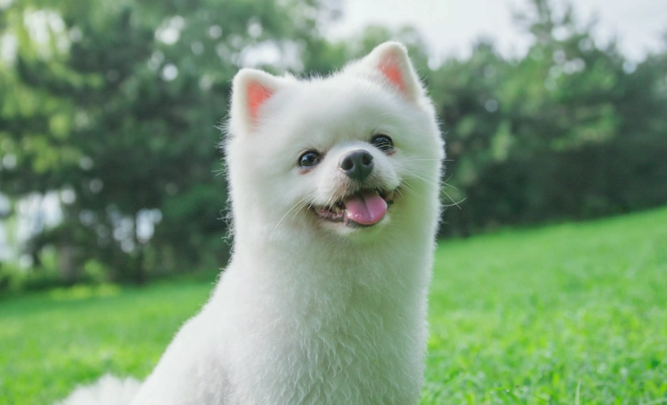 狗狗吃優格 狗狗吃優格