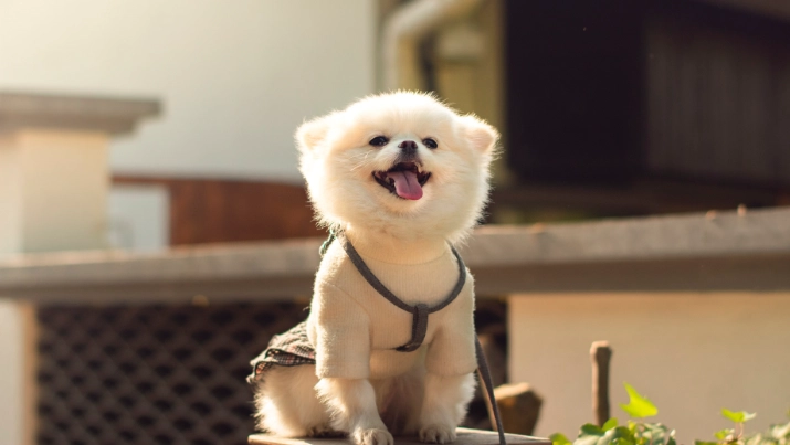 狗中毒急救 狗中毒急救