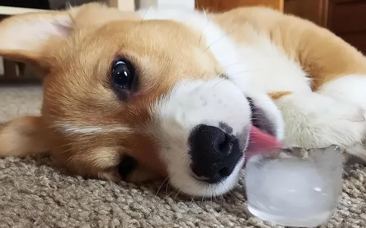 狗狗飲食禁忌 狗狗飲食禁忌