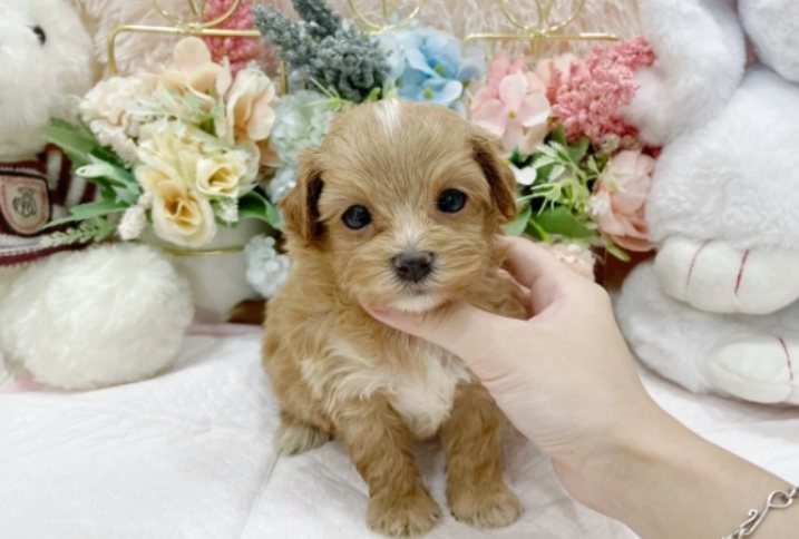 狗狗羊奶粉
