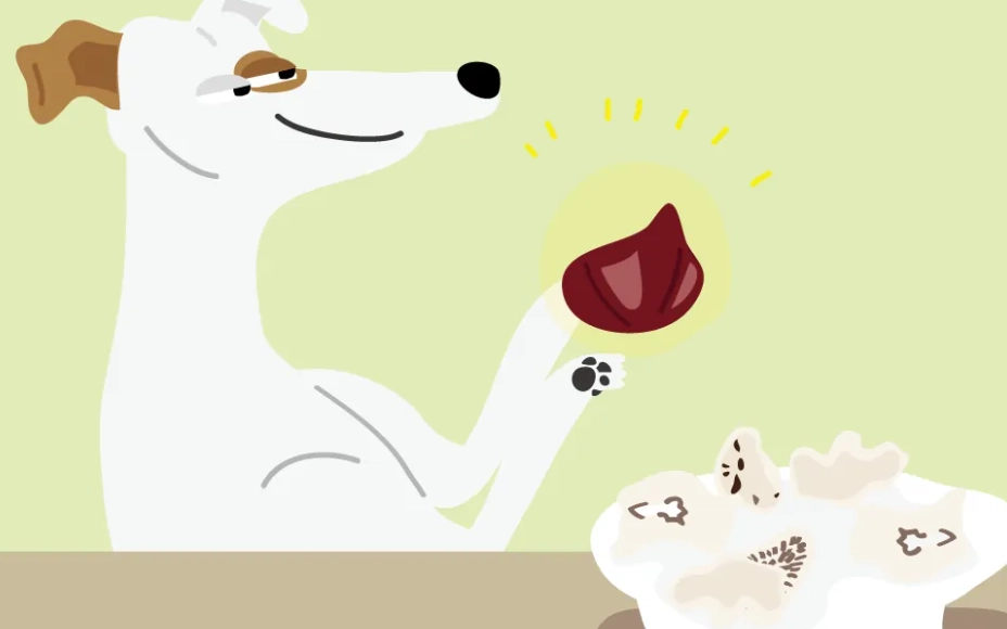 狗中藥食材 狗中藥食材