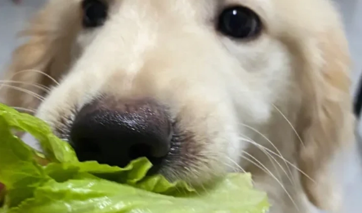 生菜對狗有害嗎 生菜對狗有害嗎
