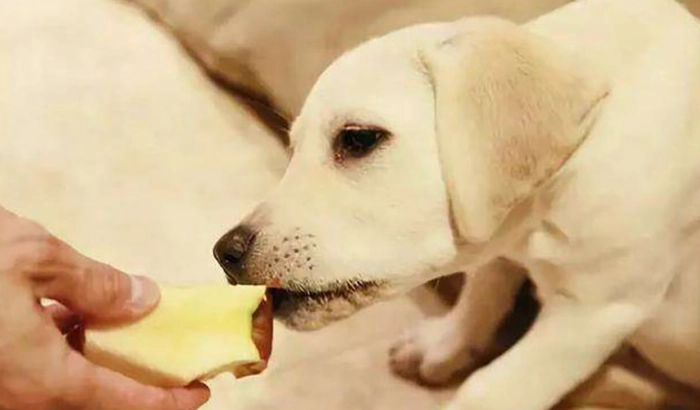 狗狗吃甘草安全嗎