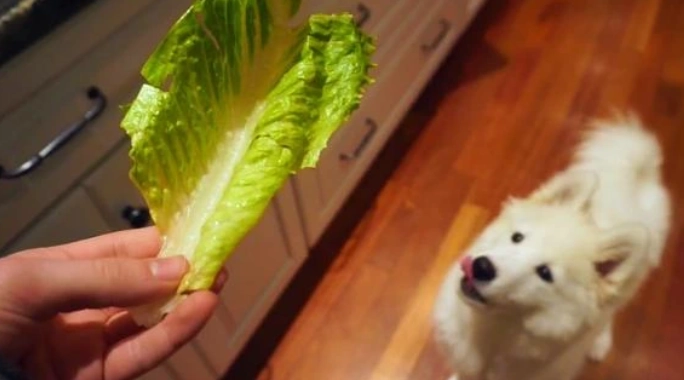 狗狗吃生菜 狗狗吃生菜