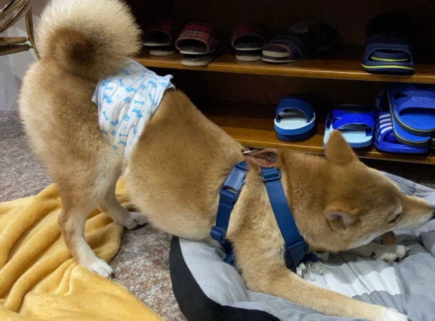 狗中毒症狀 狗中毒症狀