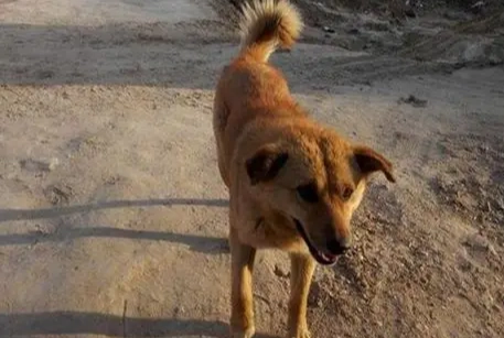 狗狗如厕训练 狗狗如厕训练