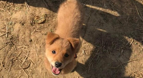 狗狗過敏怎麼辦 狗狗過敏怎麼辦