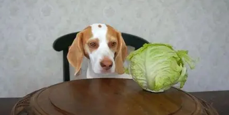 狗蕃薯好處 狗蕃薯好處