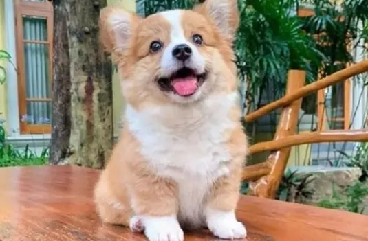 狗吃蘋果嘔吐 狗吃蘋果嘔吐