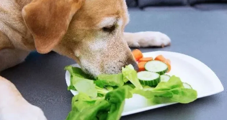 狗狗吃生菜 狗狗吃生菜