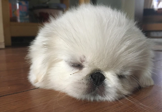 狗吃骨頭安全
