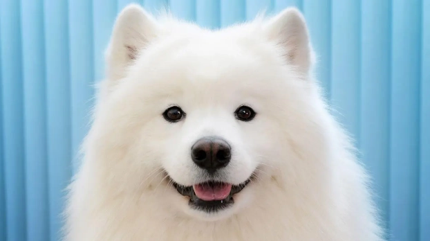 狗吃黨參 狗吃黨參